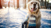 12 Days of Christmas Sale - The Best Holiday Deals on Treats for your Dog!