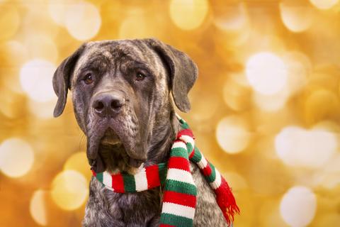 2020 Black Friday and Cyber Monday Deals for Your Dog