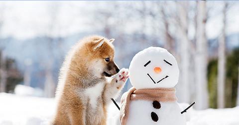 2020 Holiday Gift Guide for your Dog