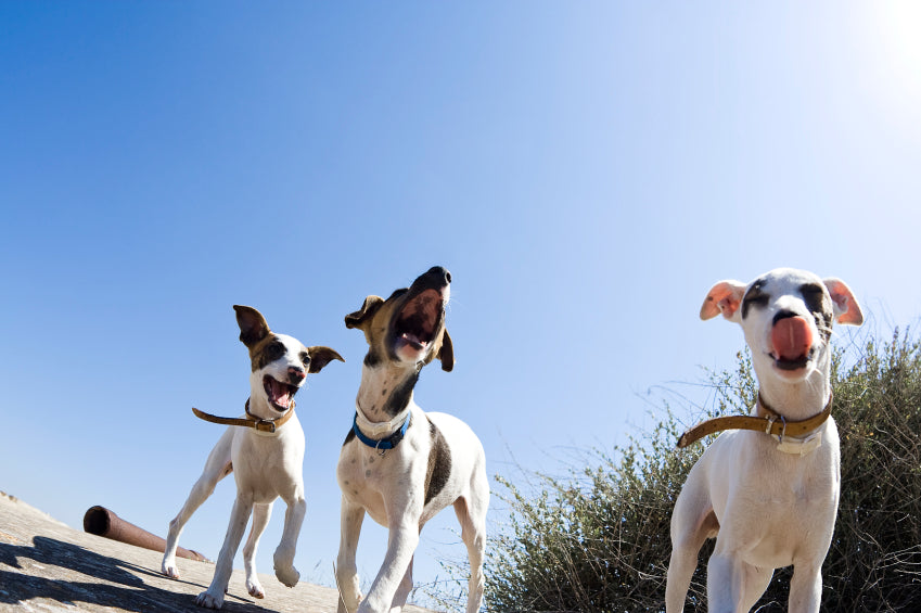 7 of Our Favorite Dog-Friendly Patios Around Denver!