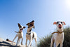 7 of Our Favorite Dog-Friendly Patios Around Denver!