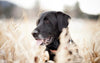 Are Grain Free Treats for Dogs and Grain Free Dog Food really better for my dog?