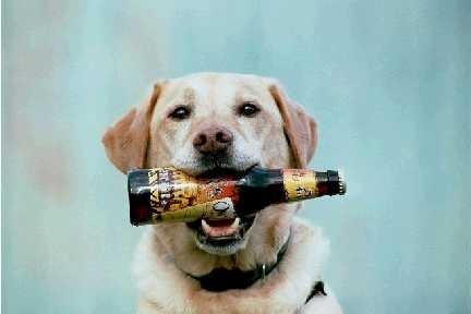 Are dog treats made with spent grain good for my dog?