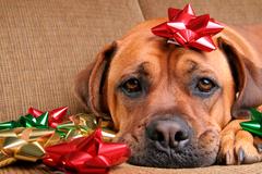 It’s a Dog’s Christmas