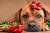 It’s a Dog’s Christmas