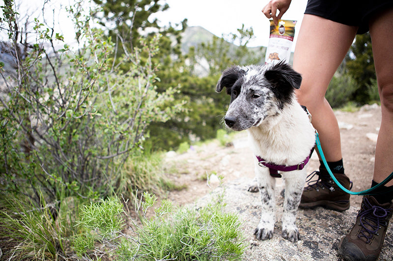 Celebrate National Dog Day with Smart Cookie Barkery's Sale and More!
