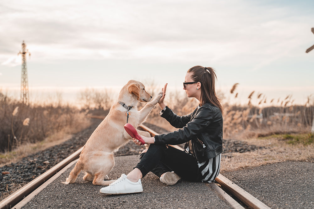 How To Help Your Dog Socialize and Make Friends