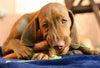 Top 5 Best Human Foods to Give your Dog