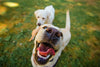 Smart Cookie Launches 4 New Healthy and Delicious Dog Treats!