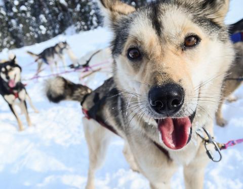 How to Keep Your Dog Stress Free this Holiday Season