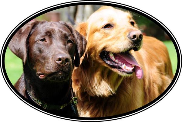 Smart Cookie Partners with Golden Retriever Freedom Rescue and Rocky Mountain Lab Rescue!