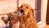 Xylitol Toxicity in Dogs