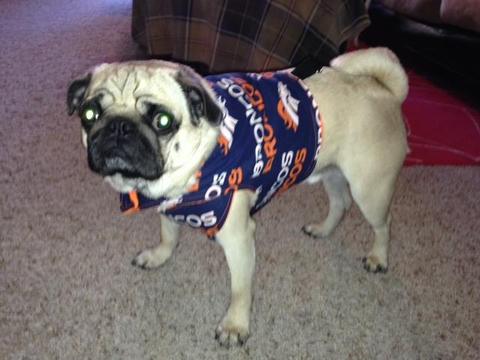 Smart Cookie Sports Dog Photo Contest... and the winner is...?