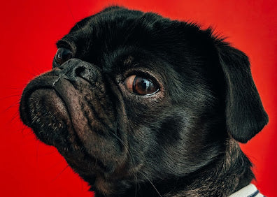 What Your Dog REALLY Wants for Christmas