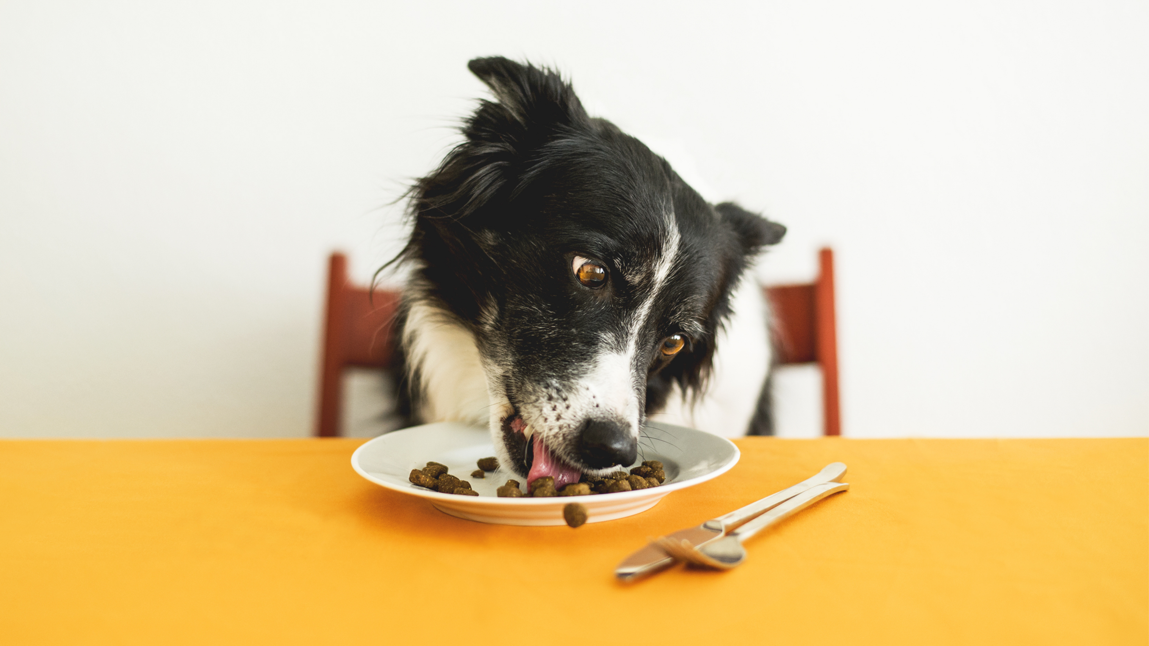 What are Food Toppers for Dogs?