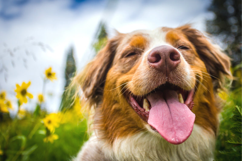 Dogs Have Allergies Too!