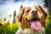 Dogs Have Allergies Too!