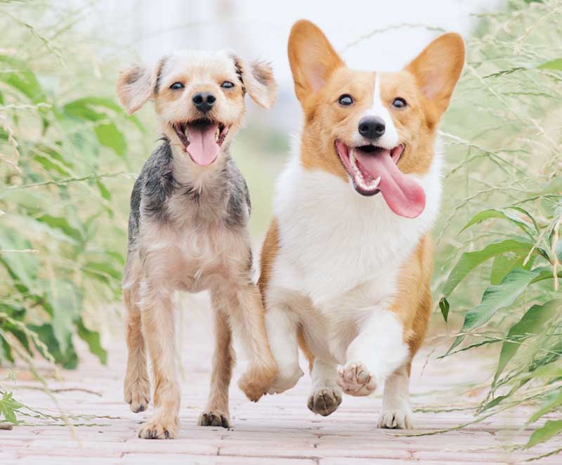 Your Dog’s New Year’s Resolutions