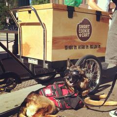 7 Things to do with your Dog this Summer in Colorado
