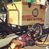 7 Things to do with your Dog this Summer in Colorado