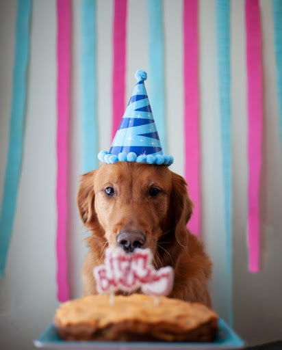 What Your Dog’s Birthday and Zodiac Sign Says About Them