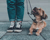 How To Be the Best Dogsitter