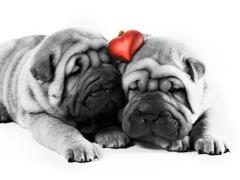 Love is in the Air!