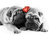 Love is in the Air!