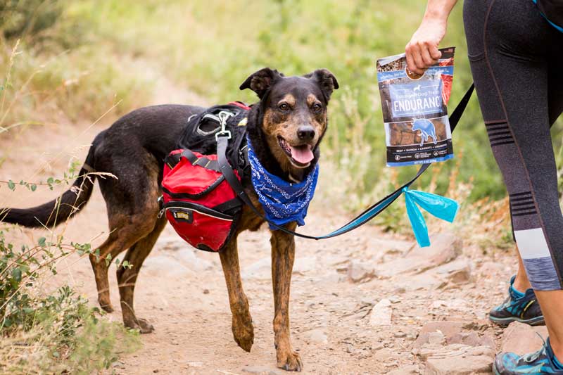 What are Functional Treats and Why They Might Be The Way For Your Dog