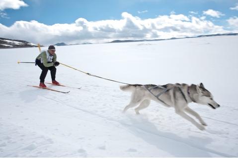 Dog Fun in the Snow