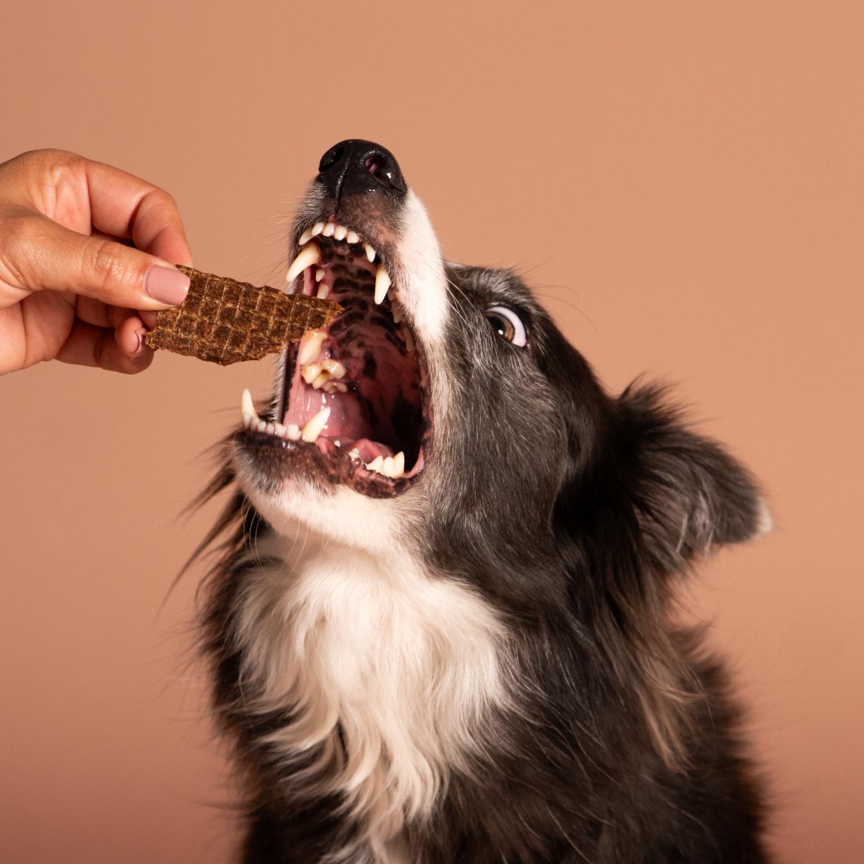 Smart Cookie Dog Treats