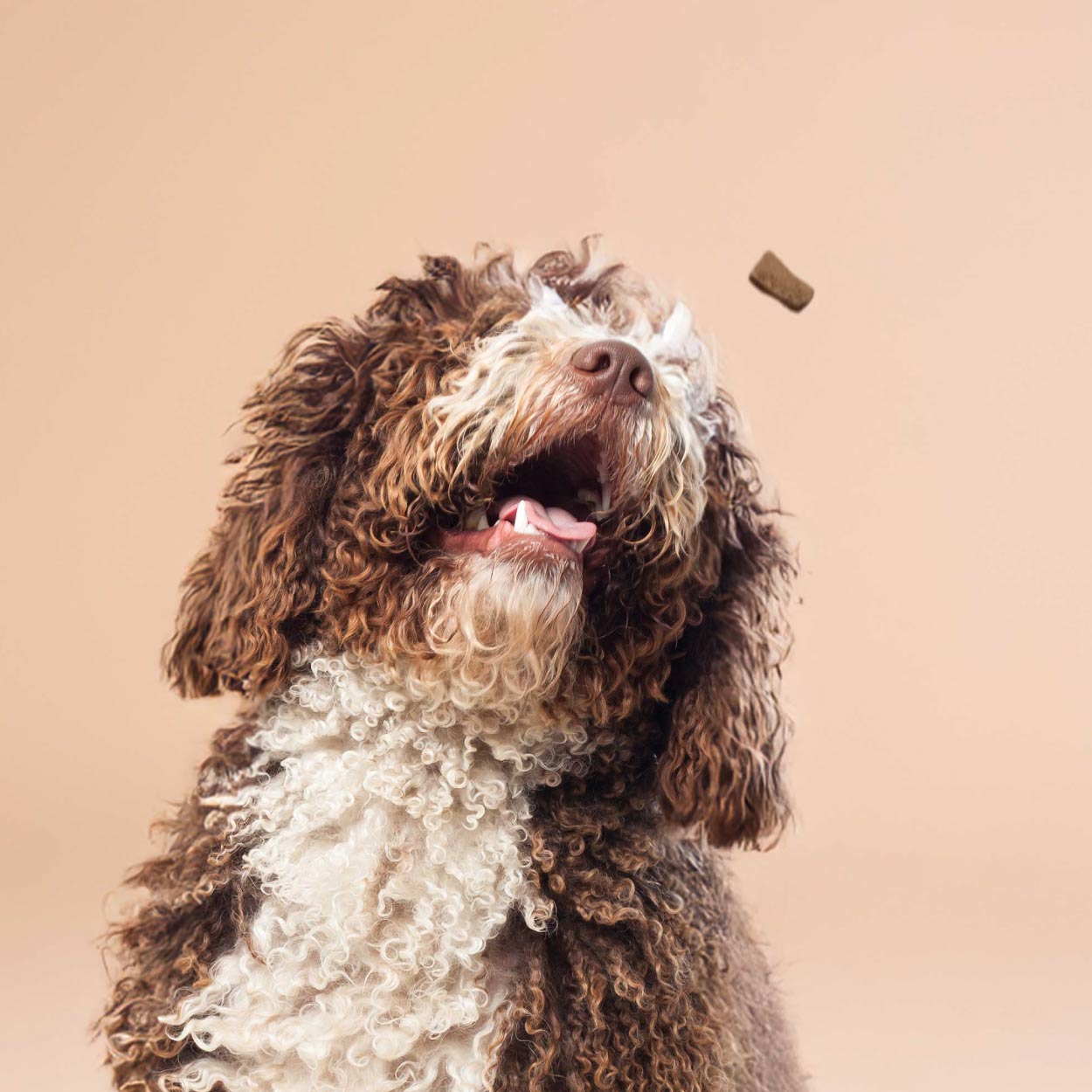 Smart Cookie Dog Treats