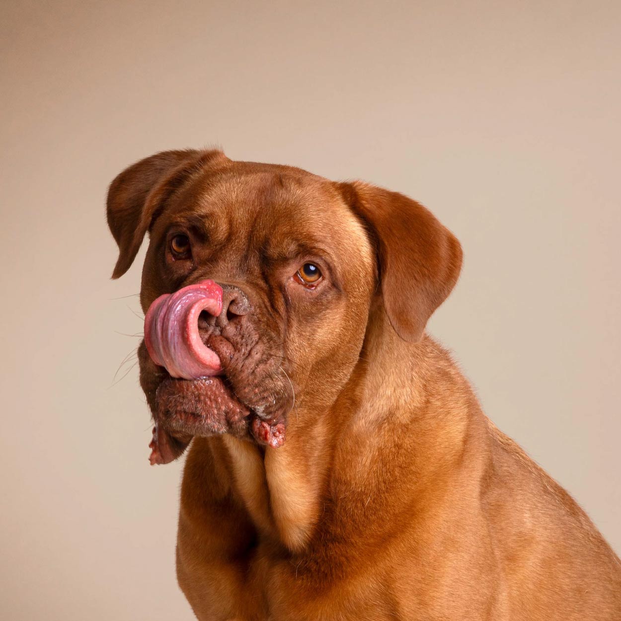 Smart Cookie Dog Treats