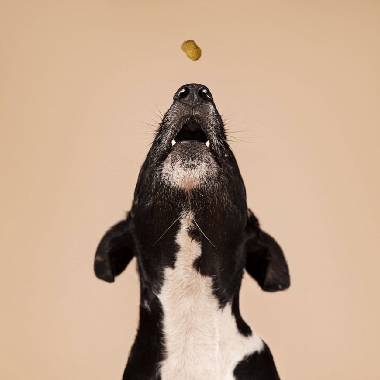 Smart Cookie Dog Treats