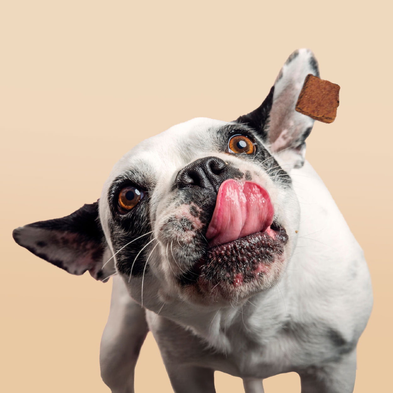 Smart Cookie Dog Treats