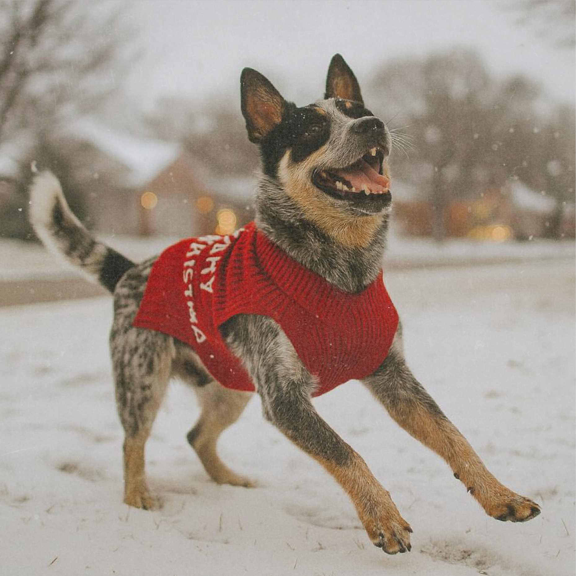 Smart Cookie Dog Treats