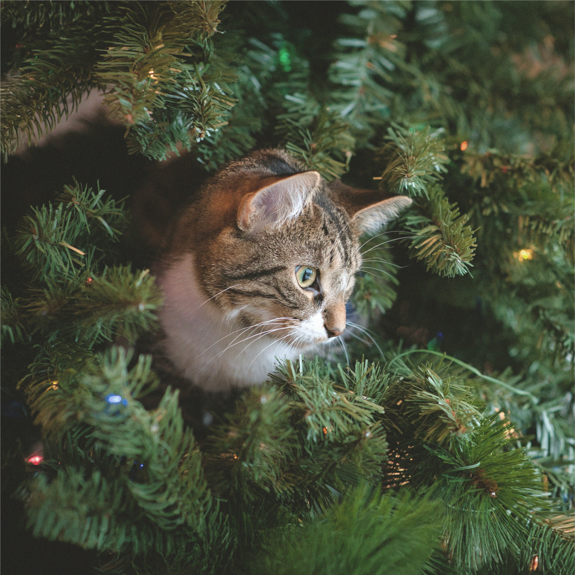 Smart Cookie Dog Treats