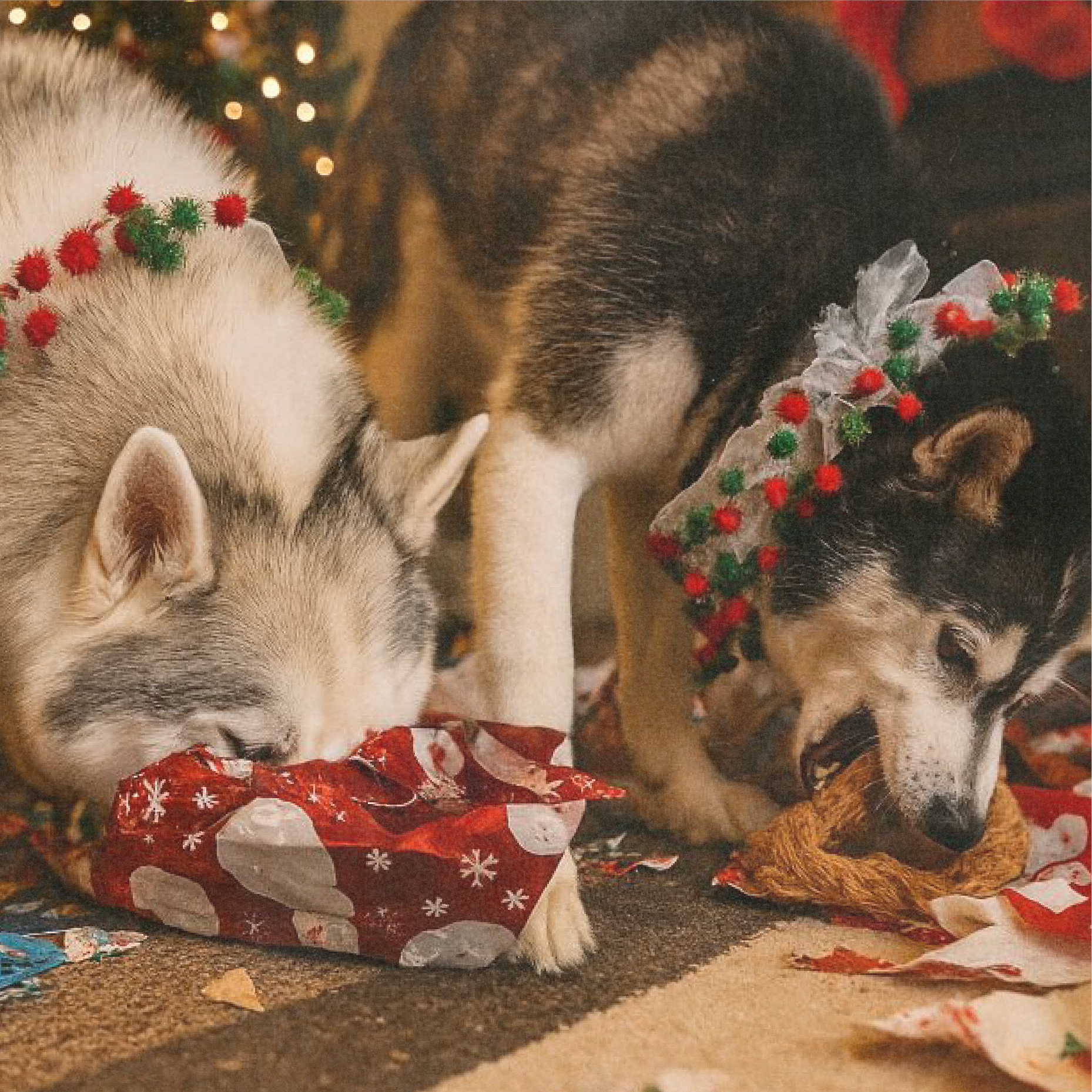 Smart Cookie Dog Treats