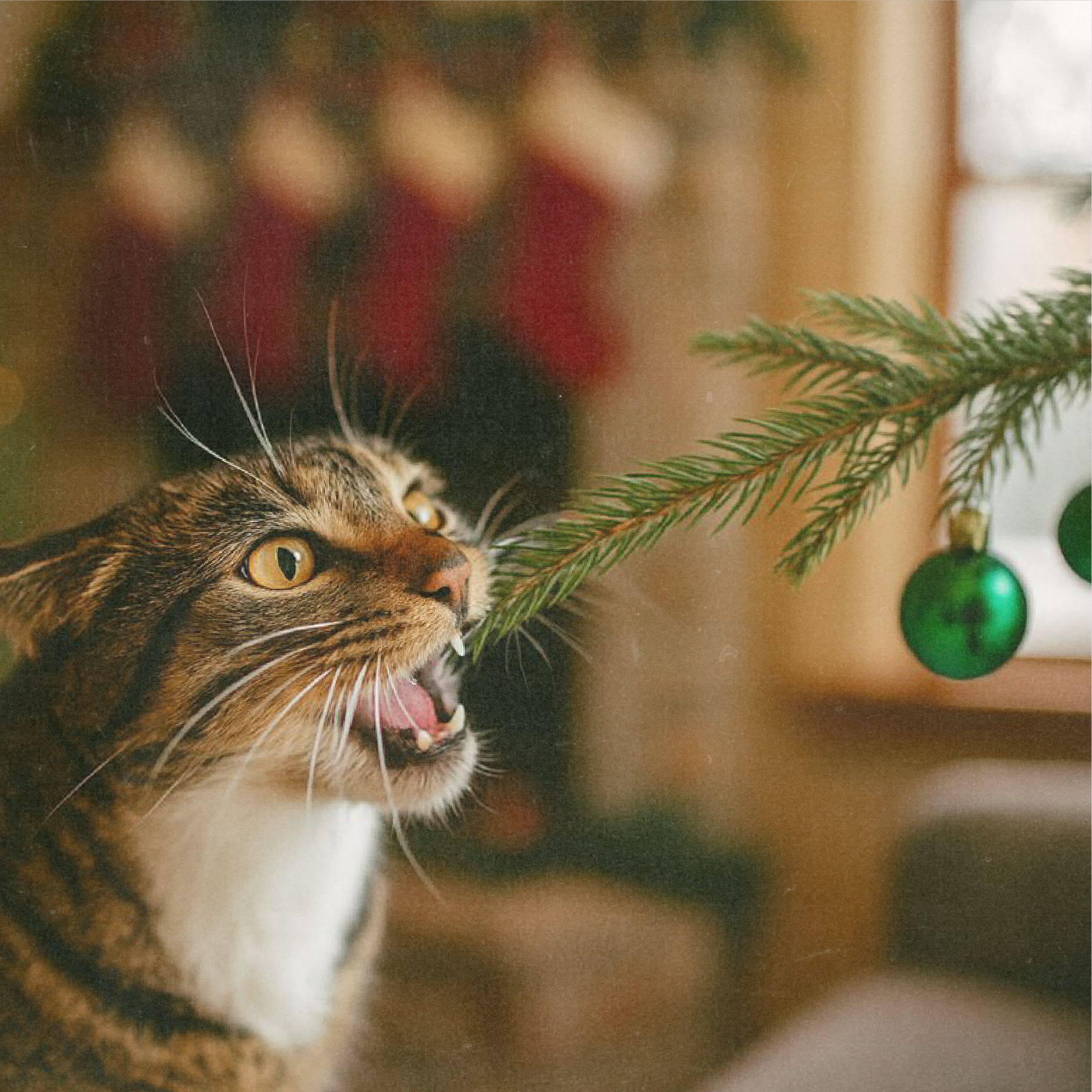 Smart Cookie Dog Treats