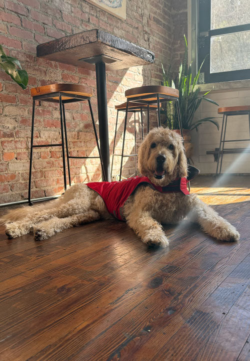Smart Cookie Dog Treats