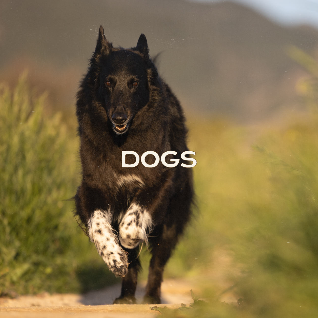 Smart Cookie Dog Treats